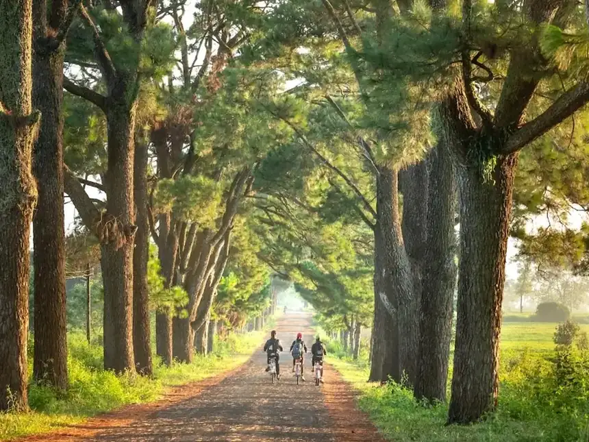 Un camino arbolado con ciclistas al fondo